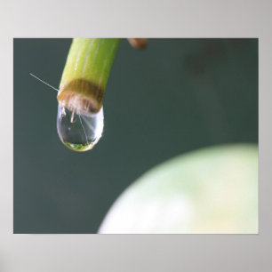 Affiche Goutte d'Eau