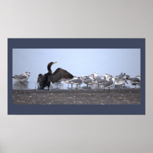 Affiche Grand Cormoran avec Mouettes