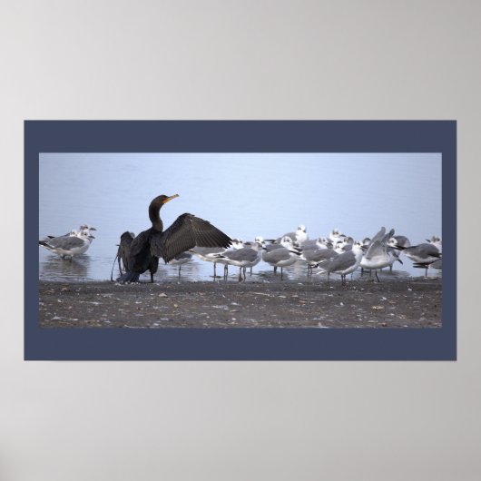 Affiche Grand Cormoran avec Mouettes (Devant)