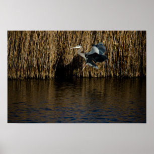 Affiche Great Blue Heron Landing