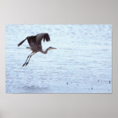 Affiche Great Blue Heron Landing (Devant)