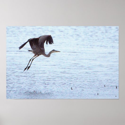 Affiche Great Blue Heron Landing (Devant)