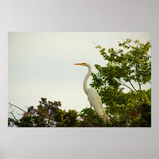 Affiche Great Egret (Devant)