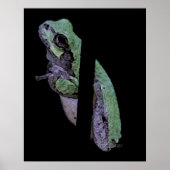 Affiche Grenouille arboricole (Devant)