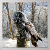 affiche grey-owl-snow-forest (Devant)