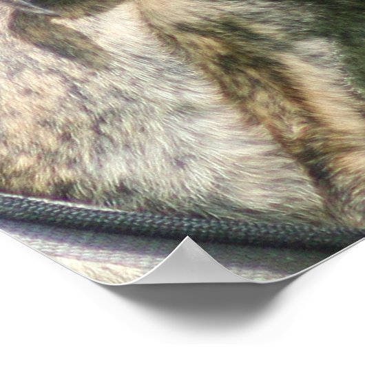 Affiche Greyhound (Coin)