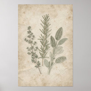 Affiche Herbier Vintage Romarin Thym Sauge