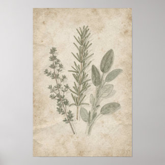 Affiche Herbier Vintage Romarin Thym Sauge