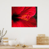 Affiche Hibiscus Rouge (Cuisine)