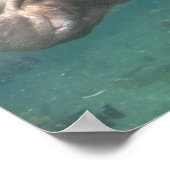 affiche hippo1 (Coin)