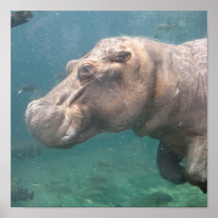 affiche hippo1