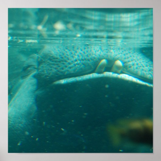 Affiche hippo souriante (Devant)