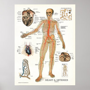 Affiche humaine 18 x 24 d'anatomie de coeur et