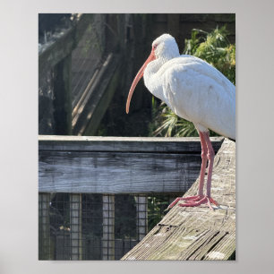 Affiche Ibis ensoleillé