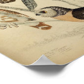 Affiche illustrant la Chouette vintage (Coin)