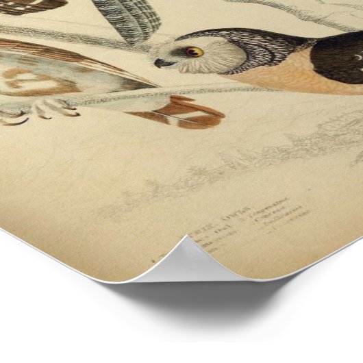 Affiche illustrant la Chouette vintage (Coin)