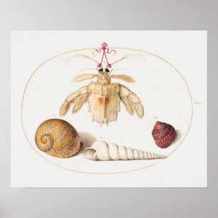 Affiche illustrant la vie marine vintage