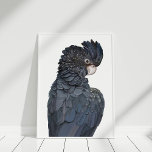 Affiche illustrant le Cockatoo noir australien<br><div class="desc">Black Cockatoo Poster Print,  suivant les dernières tendances dans la décoration maison,  est idéal pour renouveler vos murs.</div>