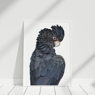 Affiche illustrant le Cockatoo noir australien