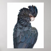 Affiche illustrant le Cockatoo noir australien (Devant)