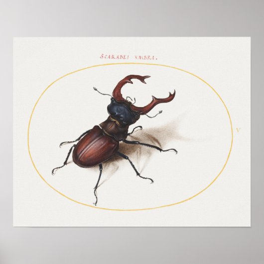 Affiche illustrant le coléoptère vintage (Devant)
