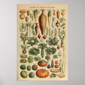 Affiche illustrant les légumes Adolphe Millot (Devant)