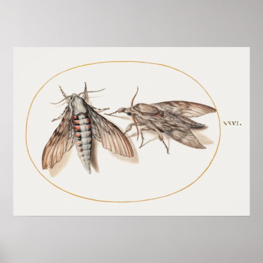 Affiche illustrant l'insecte vintage (Devant)