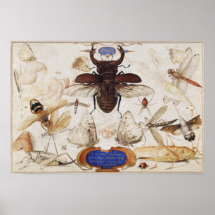 Affiche illustrant l'insecte vintage