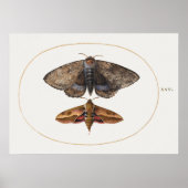 Affiche illustrant l'insecte vintage (Devant)