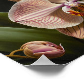 Affiche Impression Artistique Fleurs d'Orchidée Pa (Coin)