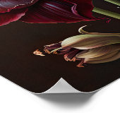 Affiche Impression d'Art de Fleur d'Amaryllis de B (Coin)