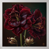 Affiche Impression d'Art de Fleur d'Amaryllis de B