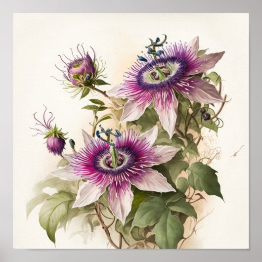 Affiche Impression d'Art de la Fleur de la Passion (Devant)