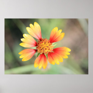 Affiche Indian Blanket