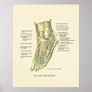 Affiche interne d'anatomie de pied et de cheville