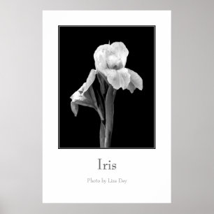 Affiche 'Iris'