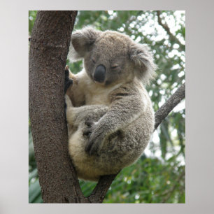 Affiche Koala Dans Arbre Australie
