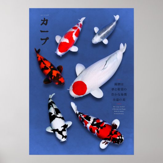 Affiche Koi Elegance (Devant)