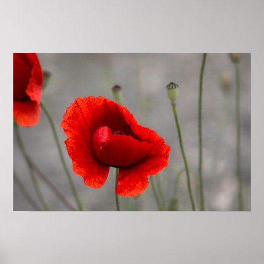 Affiche La Pivoine Rouge (Devant)