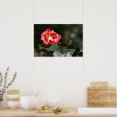 Affiche La Rose Flétrie (Cuisine)