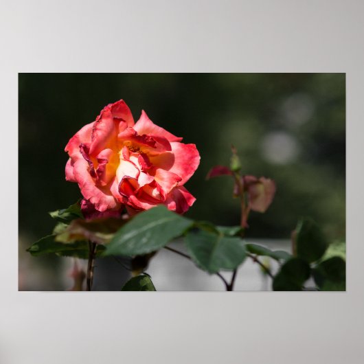 Affiche La Rose Flétrie (Devant)