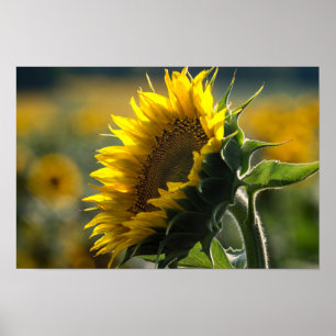 Affiche - Le Mystère du Champ de Tournesols
