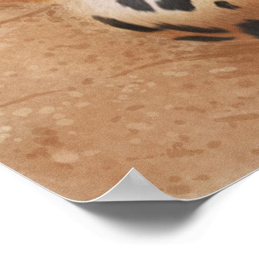 Affiche léopard (Coin)