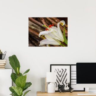 Affiche Lily blanche
