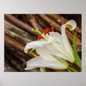 Affiche Lily blanche (Devant)