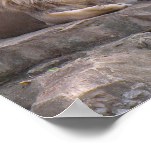 affiche lion1 (Coin)