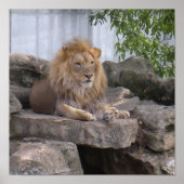 affiche lion1 (Devant)