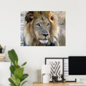 Affiche Lion Mâle (Bureau à domicile)