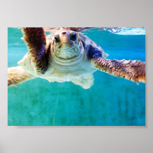 Affiche Loggerhead #4 (Devant)