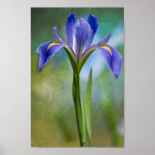 Affiche Louisiana Iris (Devant)